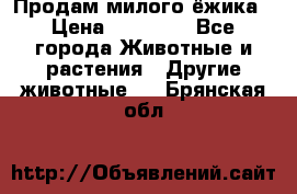 Продам милого ёжика › Цена ­ 10 000 - Все города Животные и растения » Другие животные   . Брянская обл.